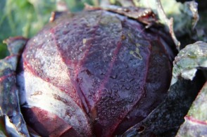 Tete Noire, red cabbage