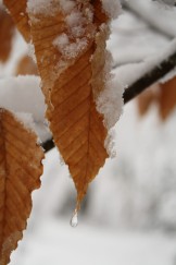 Beech leaves in snow